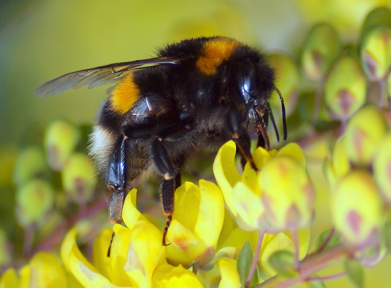 Apidae Bombus